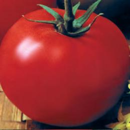 Tomato Gina é uma excelente escolha para terreno aberto