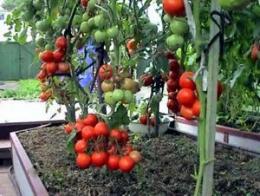 como cuidar adequadamente dos tomates