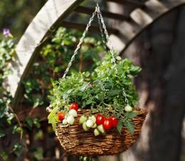 Cultivando tomates em casa