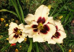 Plantar e cuidar de daylilies - regras simples