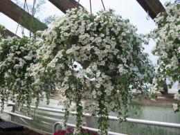 Cultivo de bacopa - buquê de noiva no parapeito da janela 