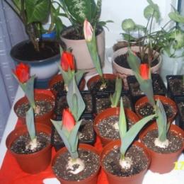 Como plantar tulipas em casa?