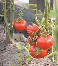 tomates