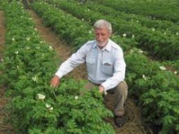 Cultivo de batatas de acordo com o militider