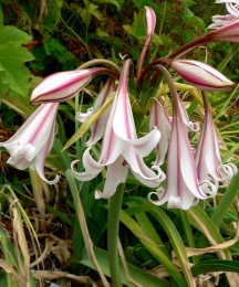 Crinum