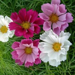 Cosmea