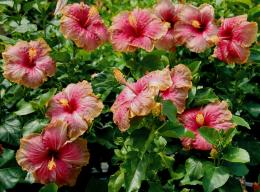 Hibisco de árvore de jardim - cuidado e cultivo