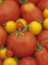 tomates