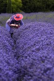 cuidado de lavanda