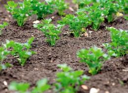 plantando salsa