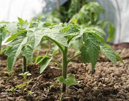 tomates