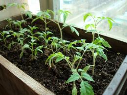 plantando tomates para mudas