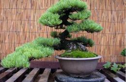 bonsai de cedro