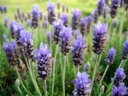 Lavanda angustifolia