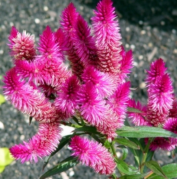 pente celosia