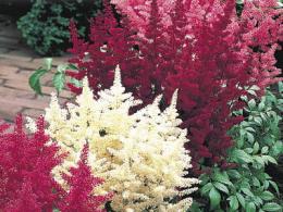 astilbe