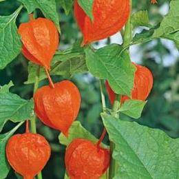 physalis