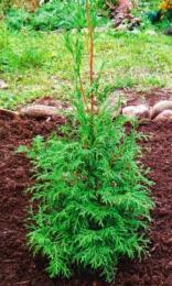 thuja