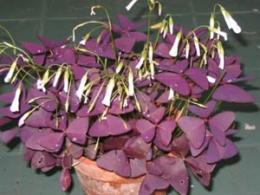 oxalis interno