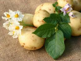 onde comprar batatas para plantar