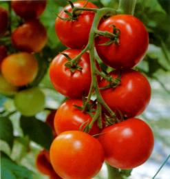 variedades de tomates para estufas