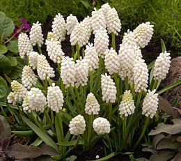 plantando e cuidando de muscari