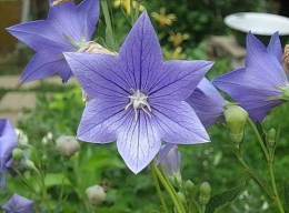 Platycodon grandiflora