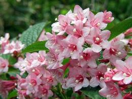 plantando e cuidando da weigela