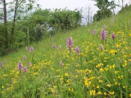 plantas medicinais no jardim