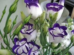 eustoma, campainha do Texas