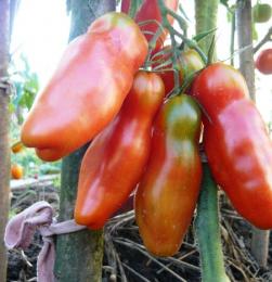 Áuria de tomate