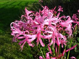 Nerine Bowden