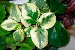 Peperomia magnoliafolia, características 