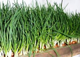 forçando cebolas em verduras