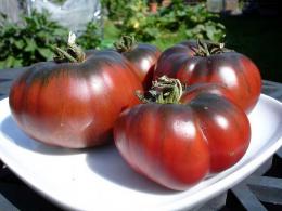 tomates carbono