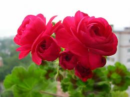 Pelargonium Pak Viva Rosita