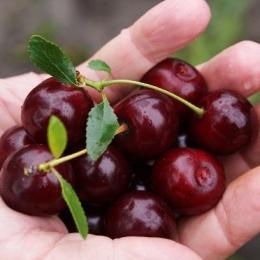 variedade de cereja Carmine Jewel