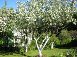 quando as árvores frutíferas são branqueadas