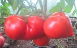 Tomates Vater Rhein