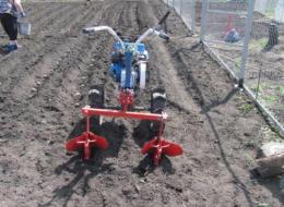 plantando batatas com um trator portátil