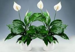 spathiphyllum ou felicidade feminina