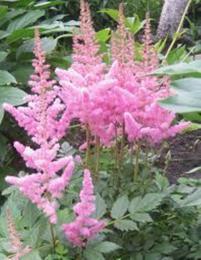 foto de astilbe superba