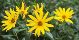 Floração de alcachofra de Jerusalém