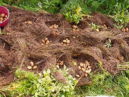 plantando batatas antes do inverno