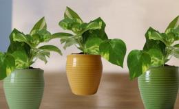 Dias favoráveis ​​para replantar plantas de interior