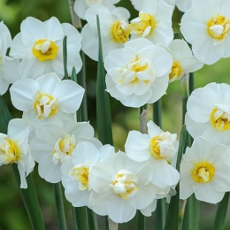 cultivando narcisos no jardim