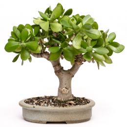 crassula ou árvore do dinheiro