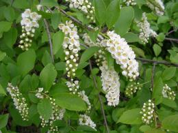 Flores de cerejeira da Virgínia