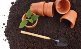 Como replantar flores de interior em casa