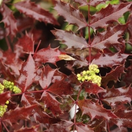 Mahonia